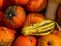 Zierkürbis auf Hokkaido Kürbissen